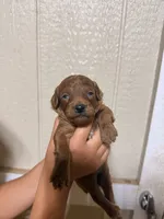 Sunny, a male Poodle - Toy  for sale in Chesnee, SC – 1 of 2