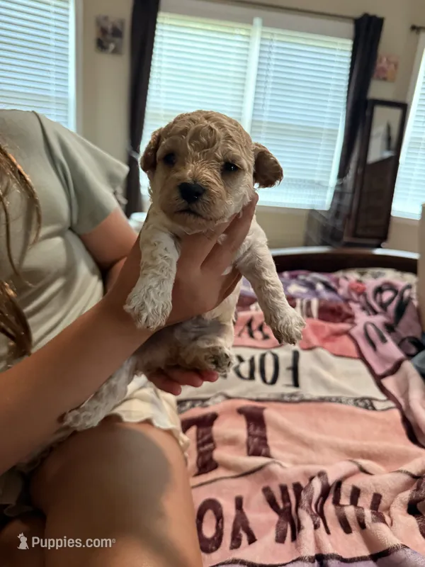 Bruno – Cockapoo puppy for sale in Chesnee, SC