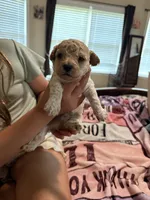 Bruno, a male Cockapoo for sale in Chesnee, SC – 1 of 3