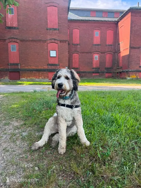 Ace – Bernedoodle puppy for sale in Chesnee, SC