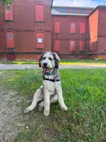 Ace, a male Bernedoodle for sale in Chesnee, SC – 1 of 1