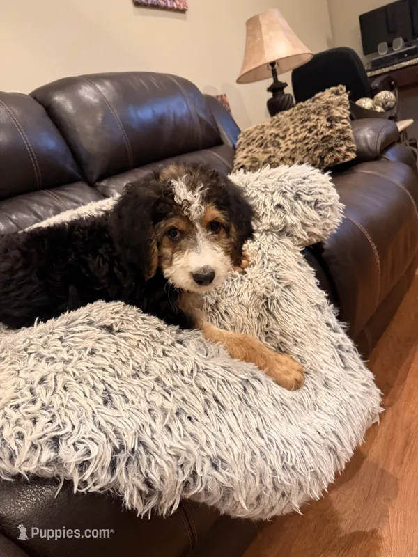 Buster  – Bernedoodle puppy for sale in Chesnee, SC