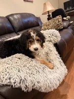 Buster , a male Bernedoodle for sale in Chesnee, SC – 1 of 3