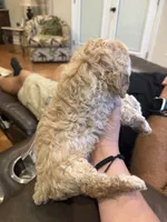 Bruno, a male Poodle - Toy  for sale in Chesnee, SC – 3 of 3