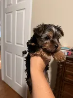 Teddy, a male Yorkshire Terrier for sale in Chesnee, SC – 3 of 3