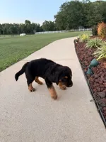 Cookie, a female Bernedoodle for sale in Chesnee, SC – 3 of 4