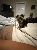 Teddy, a male Yorkshire Terrier for sale in Chesnee, SC – 2 of 3