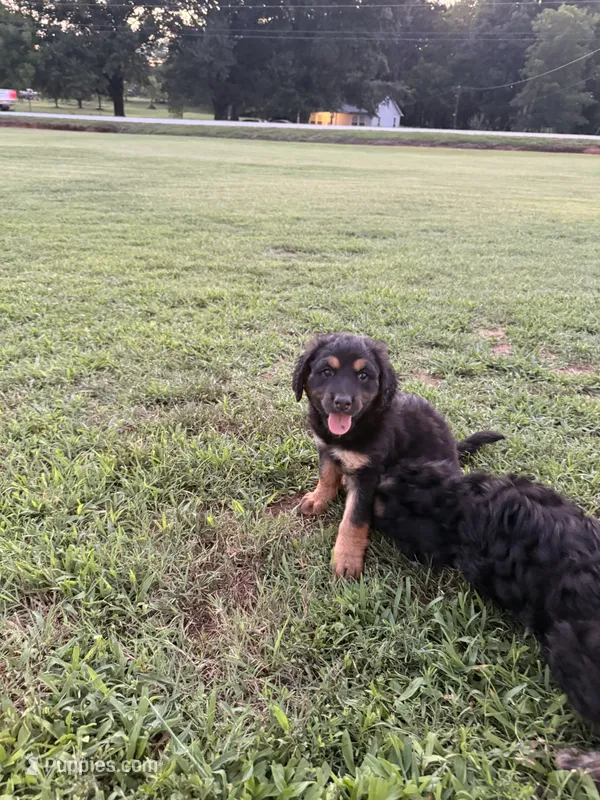 Cookie – Bernedoodle puppy for sale in Chesnee, SC