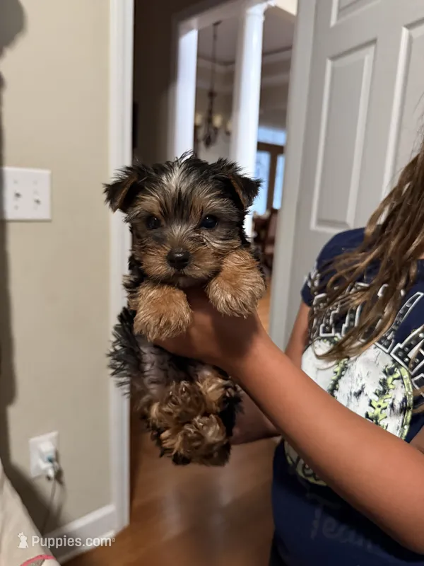 Teddy – Yorkshire Terrier puppy for sale in Chesnee, SC
