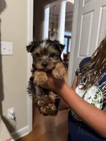 Teddy, a male Yorkshire Terrier for sale in Chesnee, SC – 1 of 3