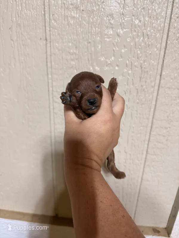 Reba – Poodle - Toy  puppy for sale in Chesnee, SC