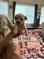 Bruno, a male Cockapoo for sale in Chesnee, SC – 2 of 3