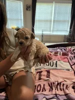 Bruno, a male Cockapoo for sale in Chesnee, SC – 3 of 3