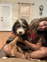Buster , a male Bernedoodle for sale in Chesnee, SC – 2 of 3