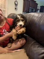 Buster , a male Bernedoodle for sale in Chesnee, SC – 3 of 3
