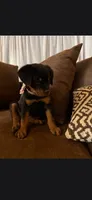 Iris, a female Rottweiler for sale in Apple Valley, CA – 2 of 7
