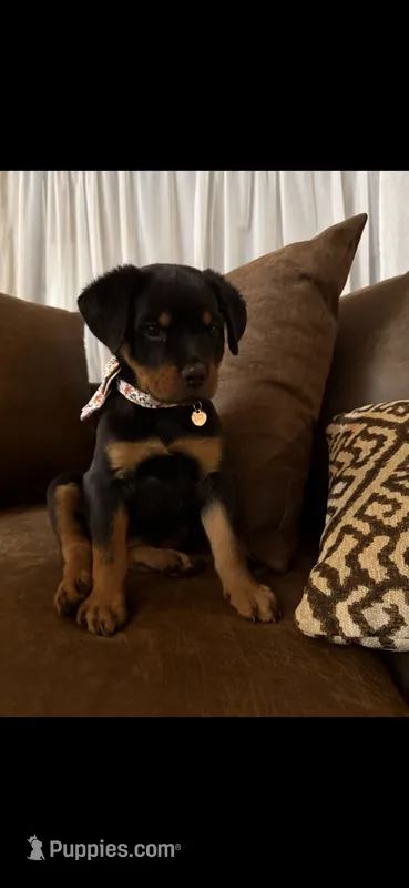 Iris – Rottweiler puppy for sale in Apple Valley, CA