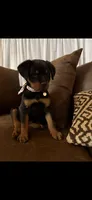 Iris, a female Rottweiler for sale in Apple Valley, CA – 1 of 7