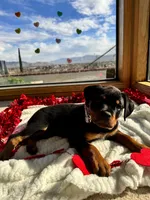 processed/733b0b57-28c2-47b0-973c-68d3d69eb456/listing/52da8a52-0dc6-490b-b45b-4d5544e2fd63/5fc95627-da46-4039-a96e-529878a3ac5e