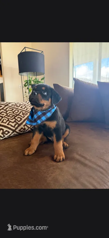 Orson  – Rottweiler puppy for sale in Apple Valley, CA