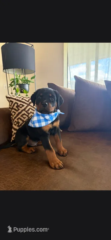 Arthur  – Rottweiler puppy for sale in Apple Valley, CA