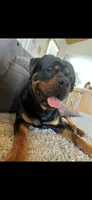 Arthur , a male Rottweiler for sale in Apple Valley, CA – 6 of 6