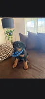 Orson , a male Rottweiler for sale in Apple Valley, CA – 2 of 6