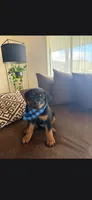 Orson , a male Rottweiler for sale in Apple Valley, CA – 3 of 6