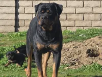 processed/733b0b57-28c2-47b0-973c-68d3d69eb456/listing/71d9834e-4109-4139-82dd-90e1a7810e83/670aa14e-2af4-4cbe-ab53-b7168b52687f