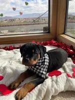 processed/733b0b57-28c2-47b0-973c-68d3d69eb456/listing/8213d7cc-7a42-418c-a359-af2c27603224/b8e8c2b3-fdb3-48e3-9de0-02596bc98df9