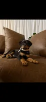 Iris, a female Rottweiler for sale in Apple Valley, CA – 3 of 7