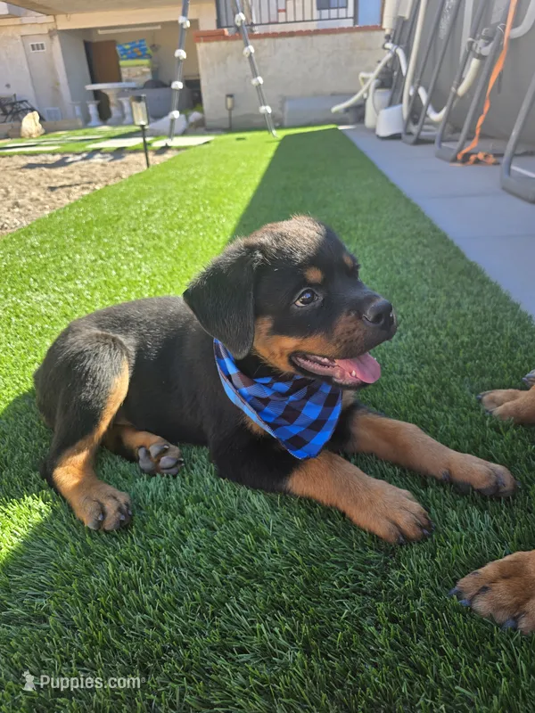 Orson  – Rottweiler puppy for sale in Apple Valley, CA