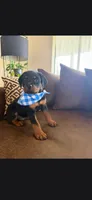 Arthur , a male Rottweiler for sale in Apple Valley, CA – 3 of 6