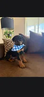 Arthur , a male Rottweiler for sale in Apple Valley, CA – 2 of 6