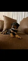 Iris, a female Rottweiler for sale in Apple Valley, CA – 4 of 7