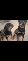 Iris, a female Rottweiler for sale in Apple Valley, CA – 6 of 7