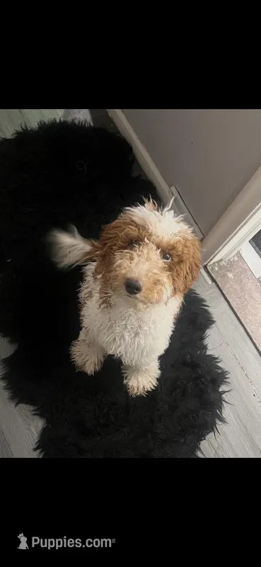 Sevyn – Goldendoodle puppy for sale in Inkster, MI