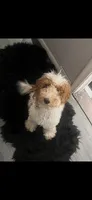Sevyn, a male Goldendoodle for sale in Inkster, MI – 1 of 2