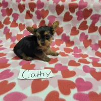 Tea Cup Size CATHY, a female Yorkshire Terrier for sale in Hopkinsville, KY – Photo 2 of 4