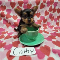 Tea Cup Size CATHY, a female Yorkshire Terrier for sale in Hopkinsville, KY – Photo 1 of 4