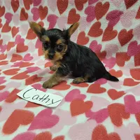 Tea Cup Size CATHY, a female Yorkshire Terrier for sale in Hopkinsville, KY – Photo 3 of 4