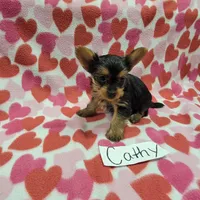 Tea Cup Size CATHY, a female Yorkshire Terrier for sale in Hopkinsville, KY – Photo 4 of 4