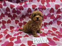 Polly, a female Maltipoo for sale in Hopkinsville, KY – 2 of 4