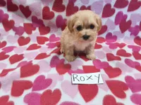 Roxy, a female Maltipoo for sale in Hopkinsville, KY – 2 of 3