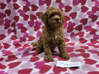 Shasta, a female Poodle - Toy  and Poodle - Miniature  for sale in Hopkinsville, KY – 2 of 2
