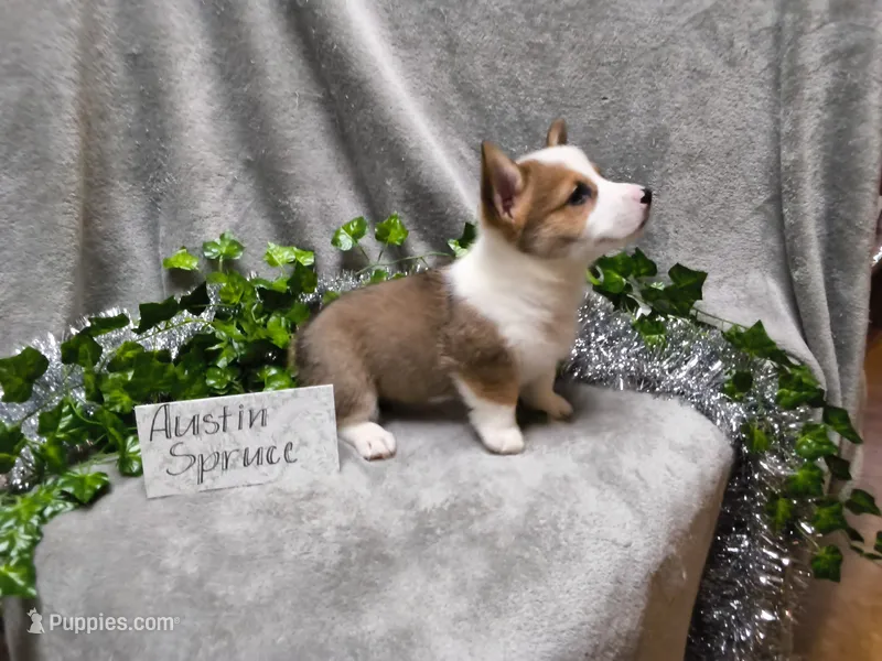 Austin – Pembroke Welsh Corgi puppy for sale in Hopkinsville, KY