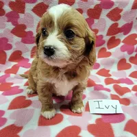 Ivy, a female Cavapoo for sale in Hopkinsville, KY – Photo 3 of 4