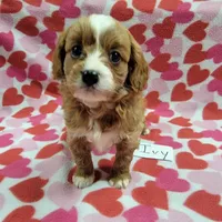 Ivy, a female Cavapoo for sale in Hopkinsville, KY – Photo 1 of 4