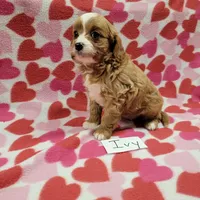 Ivy, a female Cavapoo for sale in Hopkinsville, KY – Photo 2 of 4