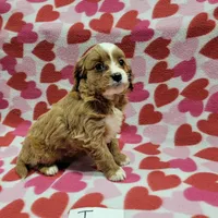 Ivy, a female Cavapoo for sale in Hopkinsville, KY – Photo 4 of 4